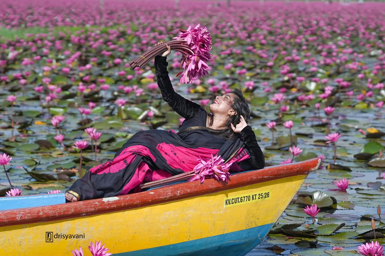 Drifting Through Pink Lily Bloom